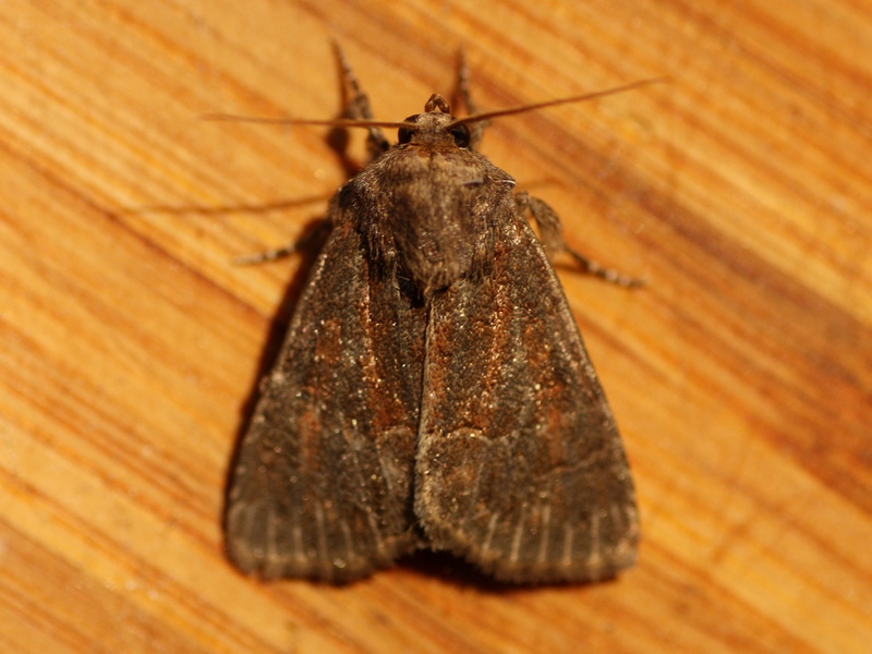 Noctuidae 3 da ID - Thalpophila matura